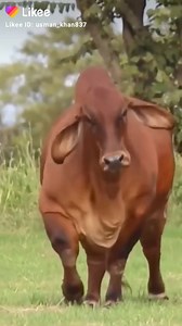 1.2K views · 68 reactions | ATOM BOMB   | Pakistan Cow Lovers | Facebook