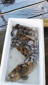 194 reactions · 16 comments | Panen ikan kerapu. #fish #mancing | Om Been | Facebook