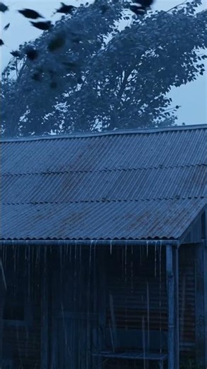Satisfying Rain on LOUD Tin Roof Shack ⛈️ 100% Tingles Howling Wind & Rain #Shorts