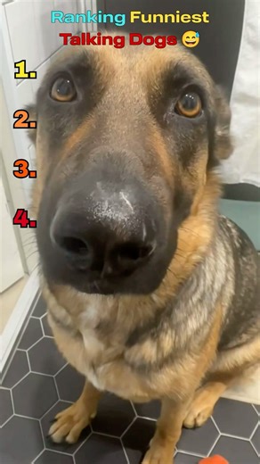 MUST WATCH Funniest Talking Dogs! #shorts