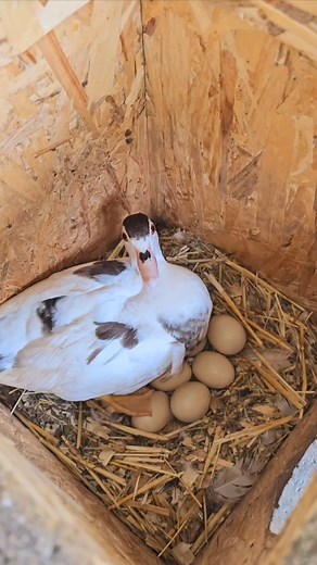 mandarin duck🦆🦆 | Mozumdar agro farm