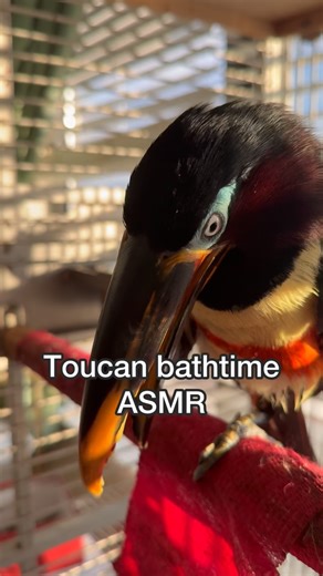 The tiny toucan sneezes 🥹💕 #toucan #bird #petbird #pettoucan #asmr #bath #bathtime #cutepets #cuteanimals #aracari #chester #exoticbirds | Chester the Toucan
