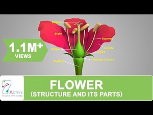 Structure of Flower and its Parts Video Lecture - NEET