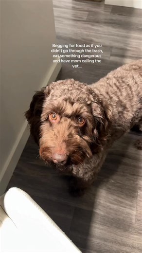 L O U I S🐾 | AUSTRALIAN LABRADOODLE on Instagram: "Now mom gets to examine poop daily… #dogsofinstagram #labradoodle #doglovers #dogs #dogmom"