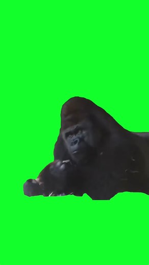 Gorilla thinking #greenscreen #meme #memecut | gorilla