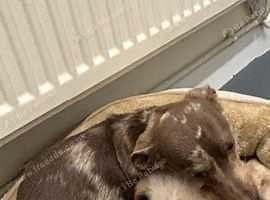 5 beautiful chiweenie puppies for sale - £400