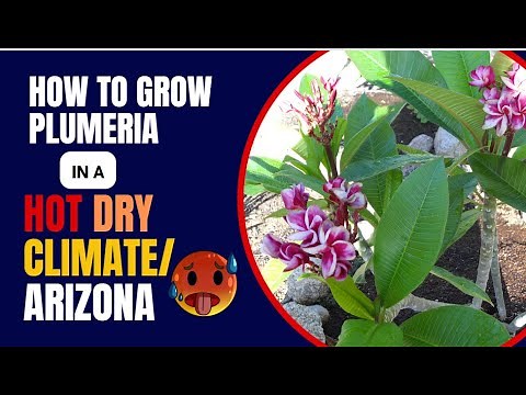 Growing Plumeria in Phoenix, Arizona or a Hot Dry Climate