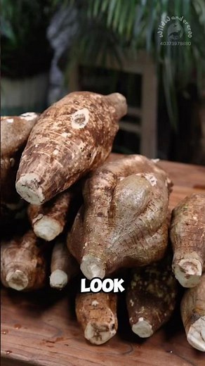 Kudzu: invasive processed into edible