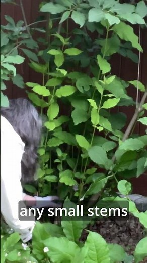 Pruning a Lilac for a Small Space