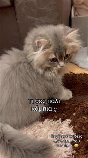 Γατοσκυλο vs μας πήρε χαμπάρι; 🤣#achilles #lovecats #kitten #funnycats #cute