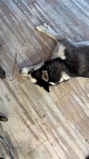 Random fit | Mark West