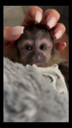 Very cute baby capuchin monkey reaching for the camera and looking sweet!#monkey
