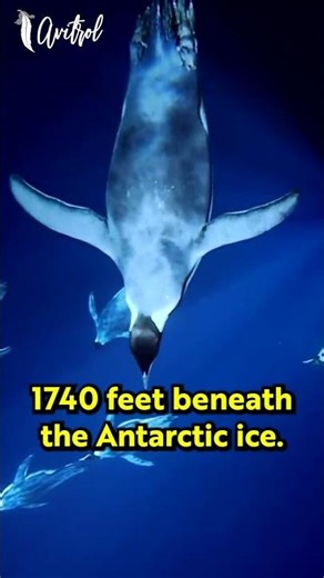 Not the King...but Emperor!