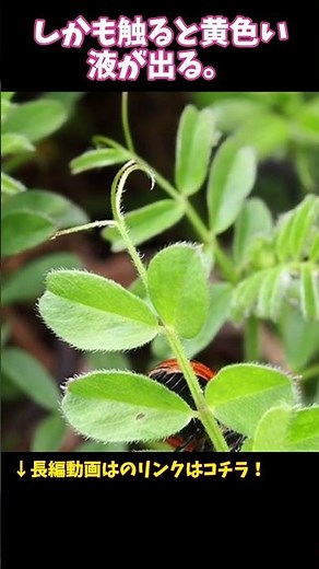 テントウムシ、実はバケモノでした