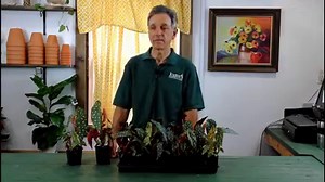 10K views · 300 reactions | Begonia maculata 'Wightii' - a magnificent Angel Wing begonia, is admired for its beautiful form and the whimsical polka dots on its leaves. Learn how to care for this timeless houseplant from Logee's horticulturist and begonia expert, Byron Martin. | Logee's Tropical Plants | Facebook