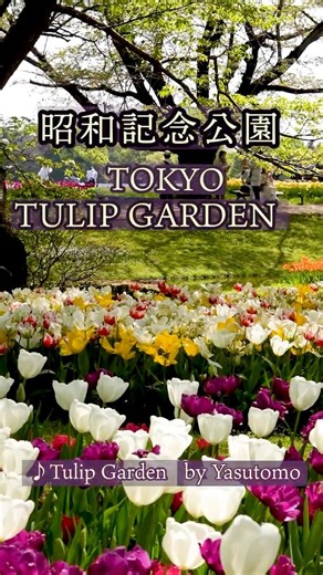 🌷2026 昭和記念公園のチューリップが絶景すぎる vol.13 Stunning Tulips at Showa Kinen Park 🌷