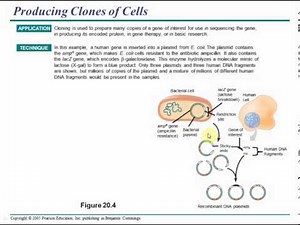 campbell chapter 20 part 1