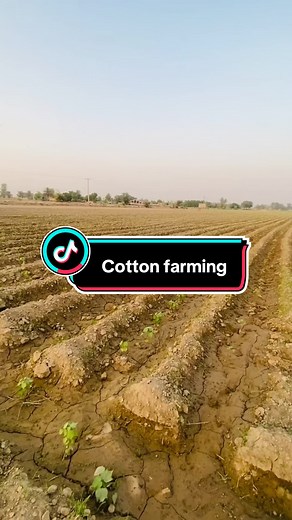 کتن کاشتکاری میں کامیابی کا راز