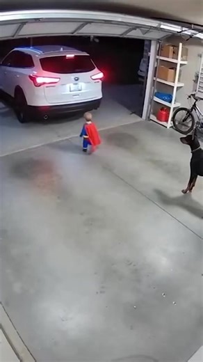 Hero Dog Saves Toddler From Backing Car September 1, 2025 Maple Grove, Minnesota — A heart-stopping security camera video shows a family dog springing into action to save a toddler from an oncoming vehicle in a residential driveway. The footage begins with a toddler wandering behind a parked SUV as it slowly begins to reverse. Unaware of the danger, the child steps directly into the vehicle’s path. Just seconds before impact, the family dog rushes into frame. Without hesitation, the dog grabs th