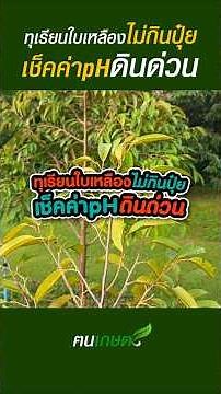 ทุเรียนใบเหลือง ไม่กินปุ๋ย? เช็คค่า pH ดินด่วน #ฅนเกษตร #ปลูกทุเรียน #ค่าph