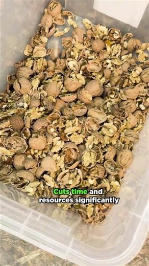 Amazing! Nuts are shelled by a machine with perfect precision! #walnut #nuts #procesing