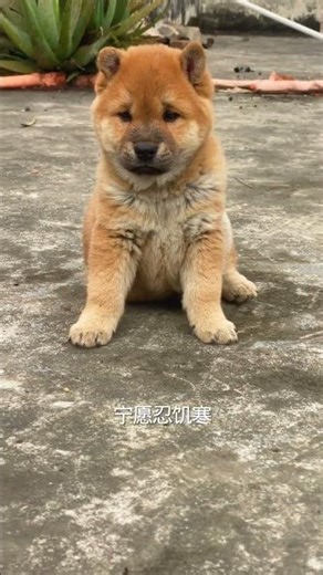 #The daily life of a furry kid#Guangxi Native Hound Chinese village dog