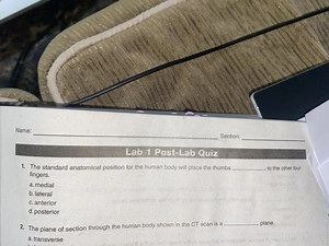 Lab 1 Post-Lab QuizThe standard anatomical position for the h... | Filo
