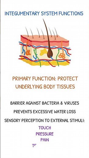 INTEGUMENTARY SYSTEM FUNCTIONS