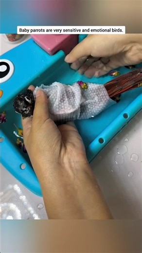 How to keep a baby parrot bird happy #parrot #babybird