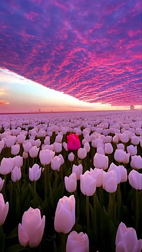 Stunning Tulip Fields at Sunset in the Netherlands