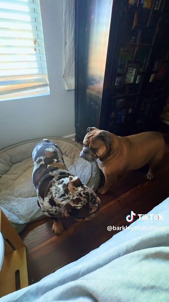 Can I sing the song by myself please 🎤 🎵 #BamaThaBulldog #BlueBayou #bulldogsoftiktok #dogmom #bulldog