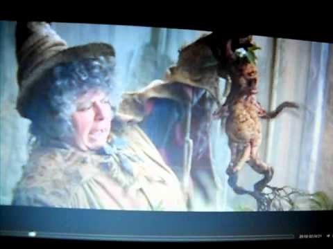 Harry Potter Mandrake Scene
