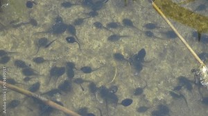 Tadpole, pollywog is larval stage in life cycle of an amphibian, frog. Tadpoles move chaotically underwater in forest swamp. Macro underwater wildlife