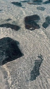 Let’s shell-ebrate our beaches. #NationalBeachDay | City of Dunedin Florida - Government