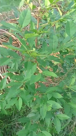 TANAMAN LIGUSTRUM LUCIDUM #ligustrumlucidum #glossyprivet #perdu