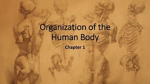 Organization of the Human Body - SlideServe