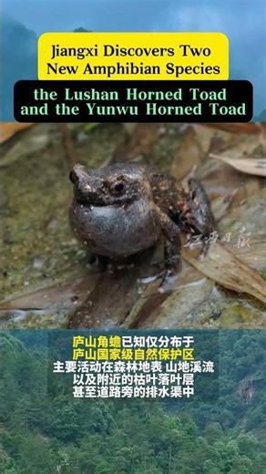 🐸 Jiangxi Discovers Two New Amphibian Species! 🎉