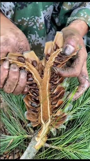 Pine Nuts Harvesting | Have You Ever Seen This Before?
