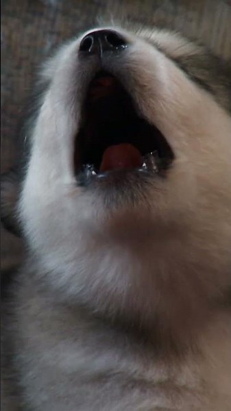 Who Will Be the Alpha Pup? | Too Cute! | Animal Planet