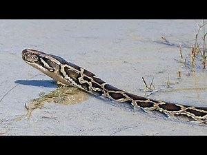 Pythons at Alligator Pond 04 - Dangerous Animals in Florida - Time Lapse x2