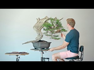 Rebuilding a 300-Year-Old Bonsai | TREE FILES - Episode 1