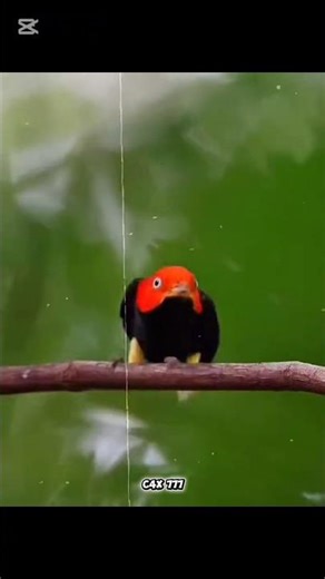 Birds_screaming_😱#shorts#BirdsScreaming