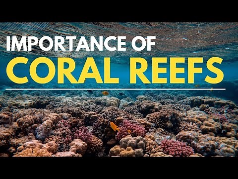 Importance of coral reefs | Coral ecosystem | Geography |