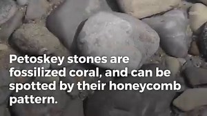 4.1K views · 73 reactions | Have you found one on the beach yet? Find out more about Michigan's state stone. | Petoskey News-Review | Facebook