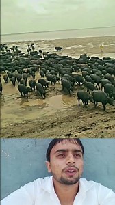 कम कीमतमेंभैंस#trandingshorts#viraltrend