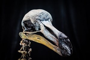 Dodo Bird Skeleton Replica Scientifically Accurate Sculpture Museum Quality * Life Size * Big - Etsy