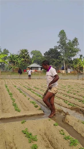 কৃষক কাকার আলুর জমির যত্নের কাহিনি