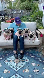 28K views · 2.3K reactions | #happyfathersday to the best Pug and human Dad we could ever have ask for. 朗邏We love you so much!!! 珞殺❤️ Pugs and Kisses | Pugs and Kisses | Facebook