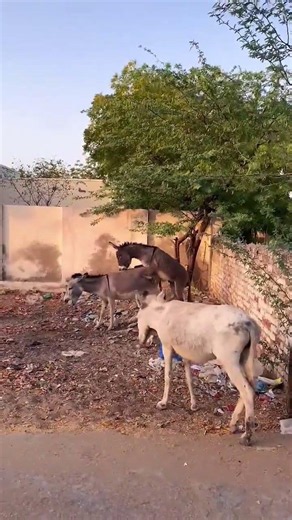 🔥 Donkey Mating Season#Donkey #DonkeyBreeding #DonkeyMating #AnimalBreeding #FarmAnimals #Livestock