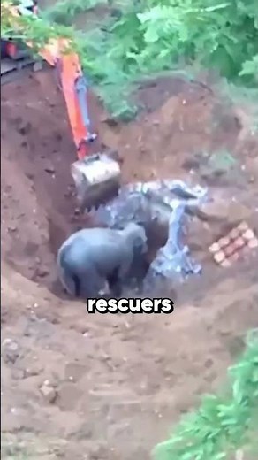 A terrified baby elephant finds his way home 🐘